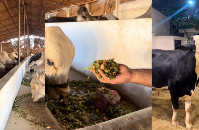 From farm gate to For You feed: How TikTok is helping livestock sellers build business trust